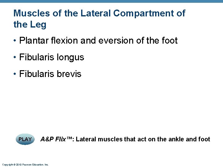 Muscles of the Lateral Compartment of the Leg • Plantar flexion and eversion of