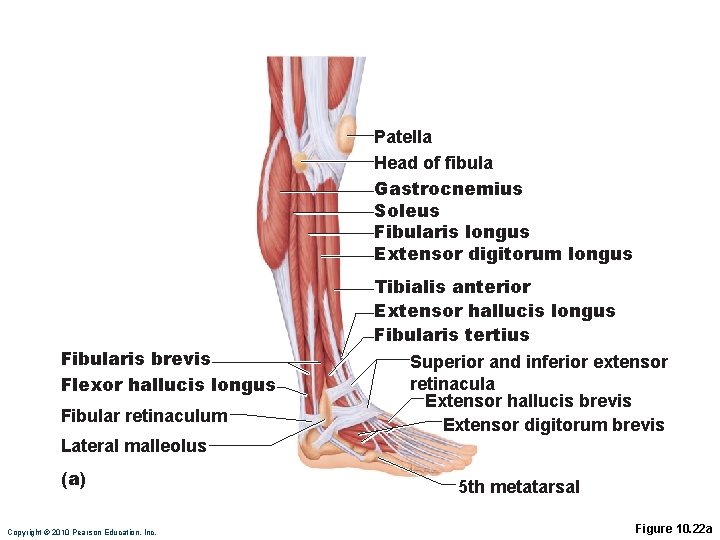 Patella Head of fibula Gastrocnemius Soleus Fibularis longus Extensor digitorum longus Fibularis brevis Flexor