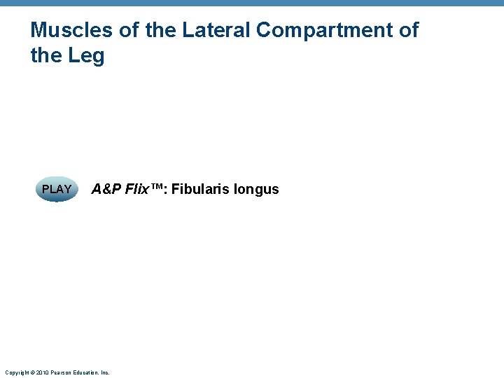Muscles of the Lateral Compartment of the Leg PLAY A&P Flix™: Fibularis longus Copyright