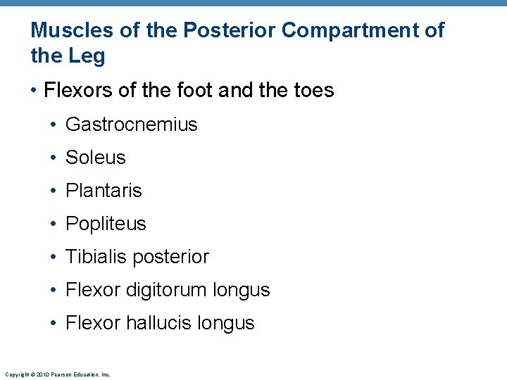 Muscles of the Posterior Compartment of the Leg • Flexors of the foot and