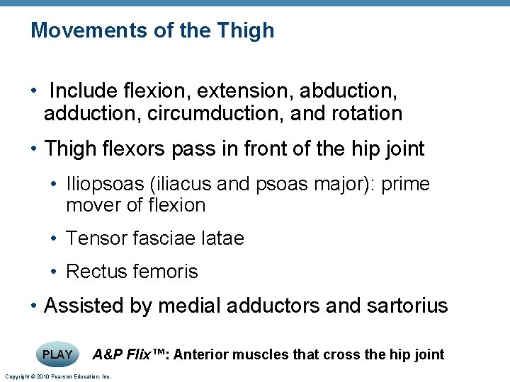 Movements of the Thigh • Include flexion, extension, abduction, adduction, circumduction, and rotation •