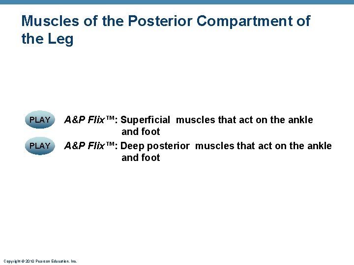 Muscles of the Posterior Compartment of the Leg PLAY A&P Flix™: Superficial muscles that