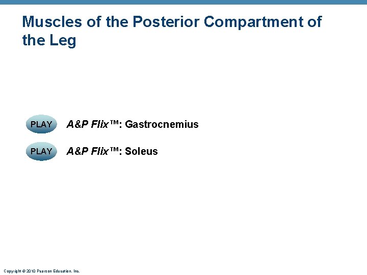 Muscles of the Posterior Compartment of the Leg PLAY A&P Flix™: Gastrocnemius PLAY A&P