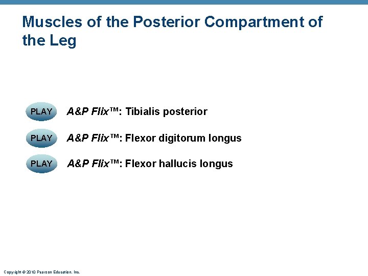 Muscles of the Posterior Compartment of the Leg PLAY A&P Flix™: Tibialis posterior PLAY