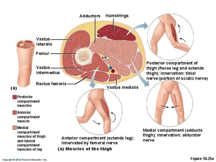 Adductors Hamstrings Vastus lateralis Femur Posterior compartment of thigh (flexes leg and extends thigh);