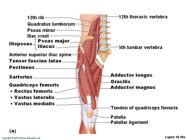 12 th rib Quadratus lumborum Psoas minor Iliac crest Psoas major Iliopsoas Iliacus 12