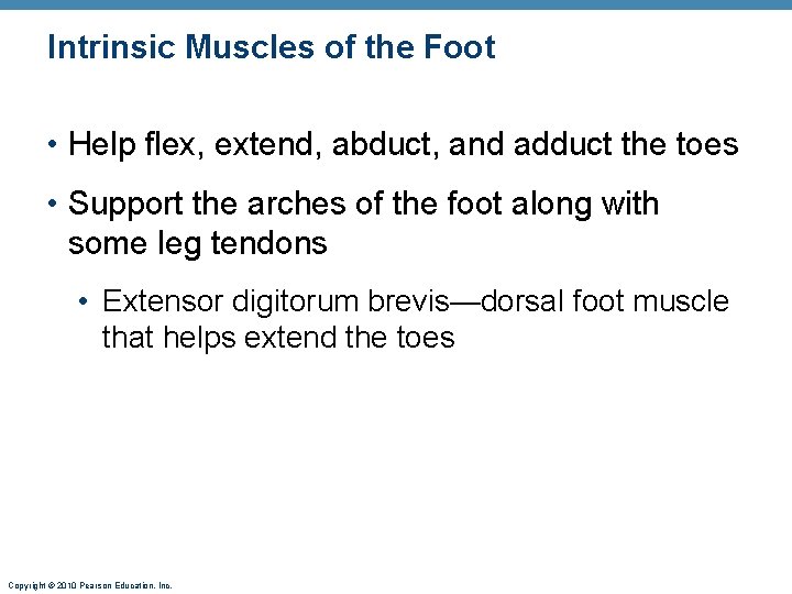 Intrinsic Muscles of the Foot • Help flex, extend, abduct, and adduct the toes