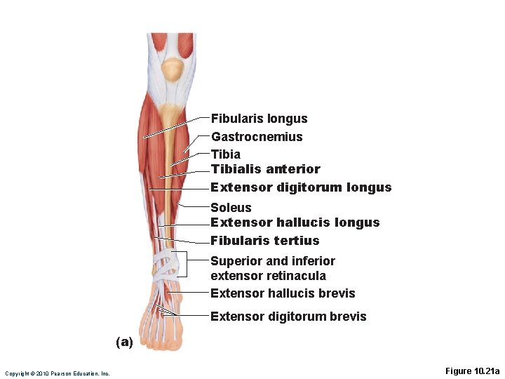 Fibularis longus Gastrocnemius Tibialis anterior Extensor digitorum longus Soleus Extensor hallucis longus Fibularis tertius