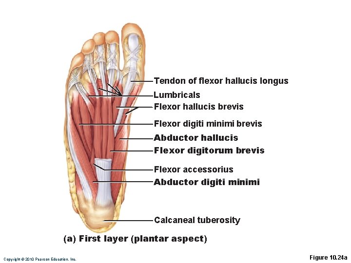 Tendon of flexor hallucis longus Lumbricals Flexor hallucis brevis Flexor digiti minimi brevis Abductor