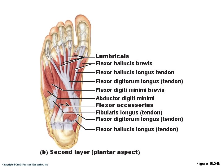 Lumbricals Flexor hallucis brevis Flexor hallucis longus tendon Flexor digitorum longus (tendon) Flexor digiti