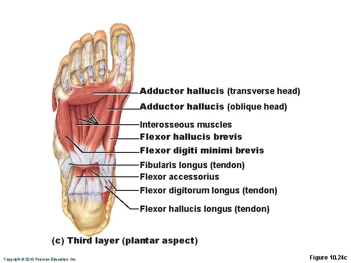 Adductor hallucis (transverse head) Adductor hallucis (oblique head) Interosseous muscles Flexor hallucis brevis Flexor