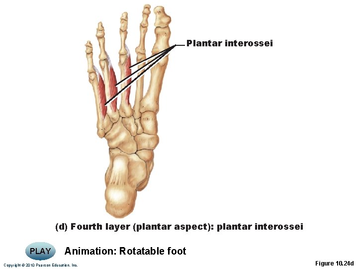 Plantar interossei (d) Fourth layer (plantar aspect): plantar interossei PLAY Animation: Rotatable foot Copyright