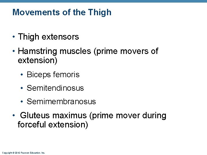 Movements of the Thigh • Thigh extensors • Hamstring muscles (prime movers of extension)