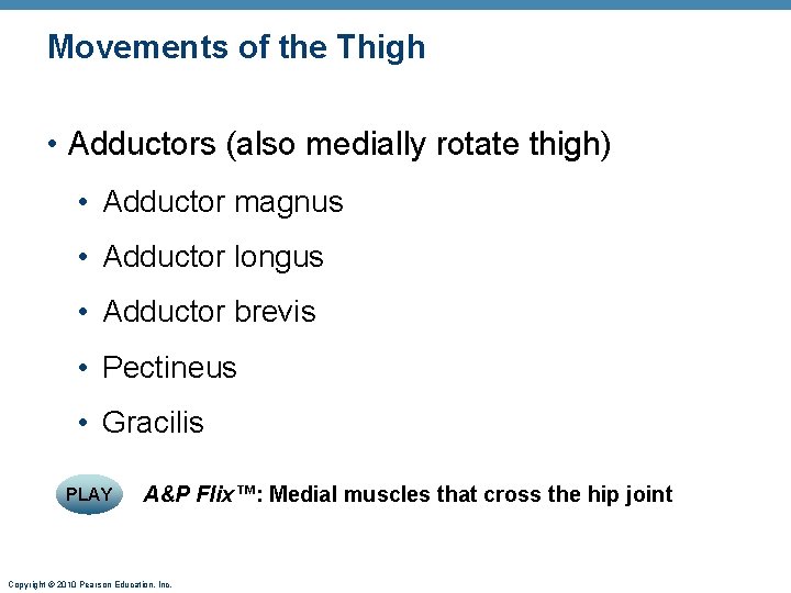 Movements of the Thigh • Adductors (also medially rotate thigh) • Adductor magnus •