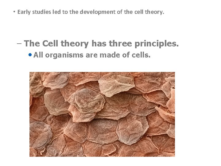  • Early studies led to the development of the cell theory. – The