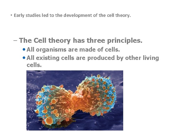  • Early studies led to the development of the cell theory. – The