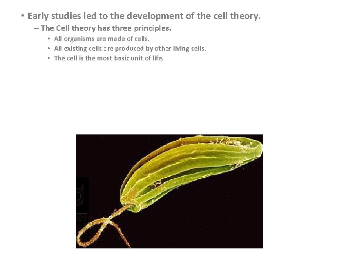  • Early studies led to the development of the cell theory. – The