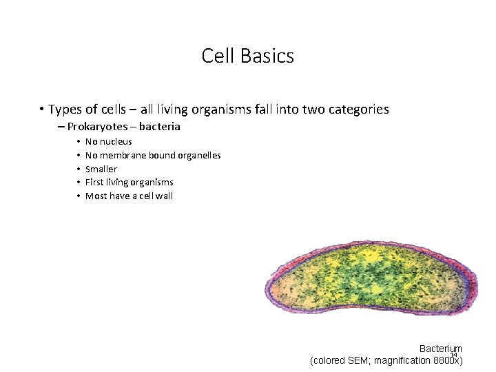 Cell Basics • Types of cells – all living organisms fall into two categories