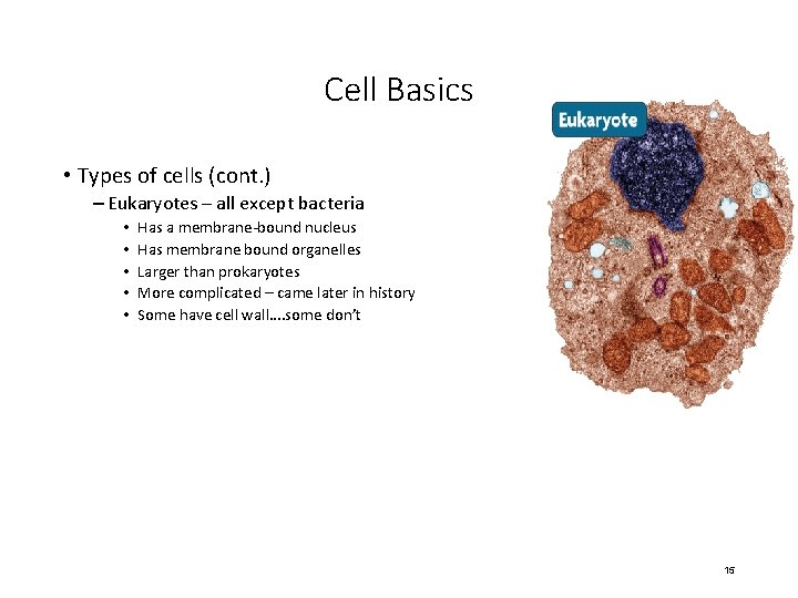 Cell Basics • Types of cells (cont. ) – Eukaryotes – all except bacteria