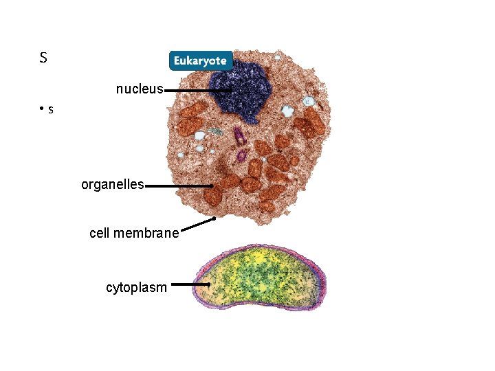 s nucleus • s organelles cell membrane cytoplasm 