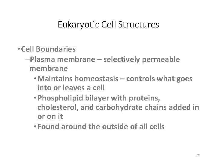 Eukaryotic Cell Structures • Cell Boundaries –Plasma membrane – selectively permeable membrane • Maintains