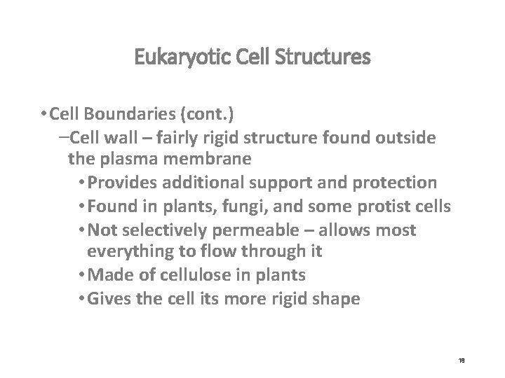 Eukaryotic Cell Structures • Cell Boundaries (cont. ) –Cell wall – fairly rigid structure