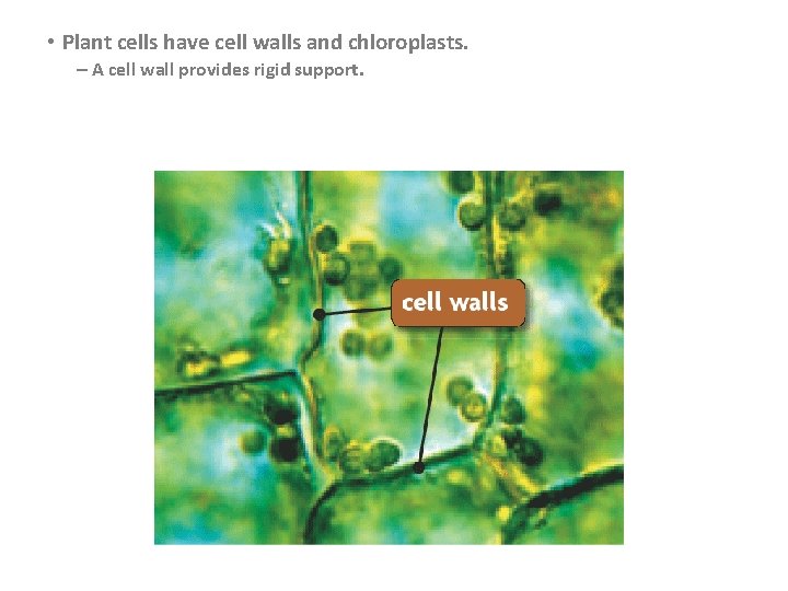  • Plant cells have cell walls and chloroplasts. – A cell wall provides