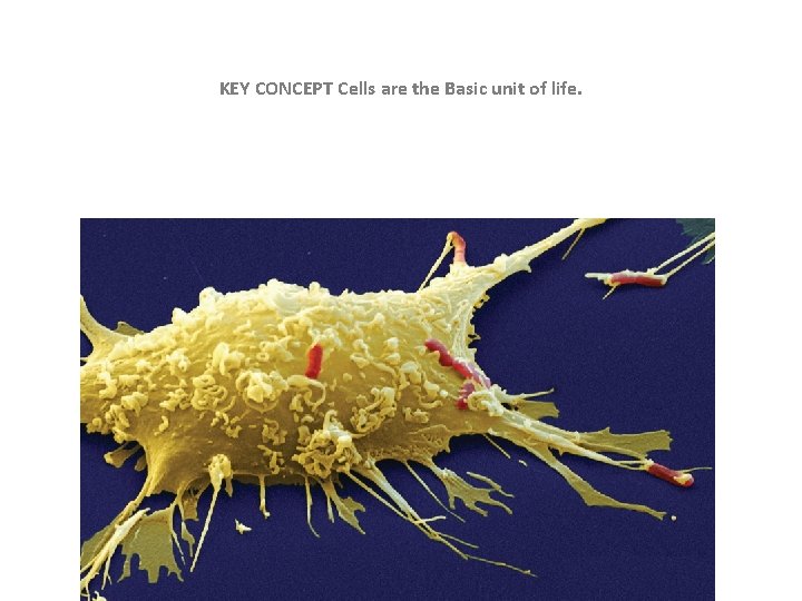 KEY CONCEPT Cells are the Basic unit of life. 