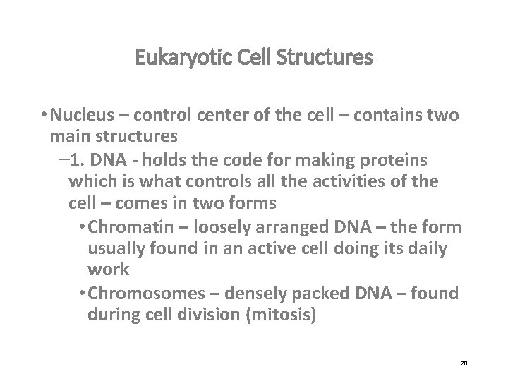 Eukaryotic Cell Structures • Nucleus – control center of the cell – contains two