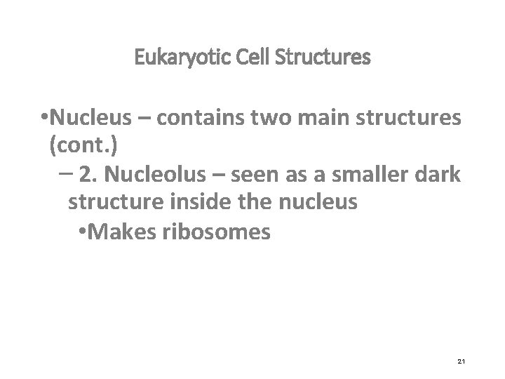Eukaryotic Cell Structures • Nucleus – contains two main structures (cont. ) – 2.