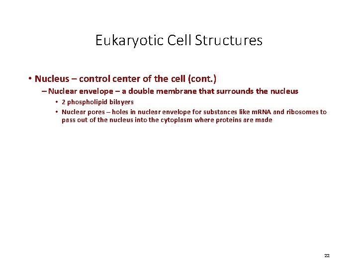 Eukaryotic Cell Structures • Nucleus – control center of the cell (cont. ) –