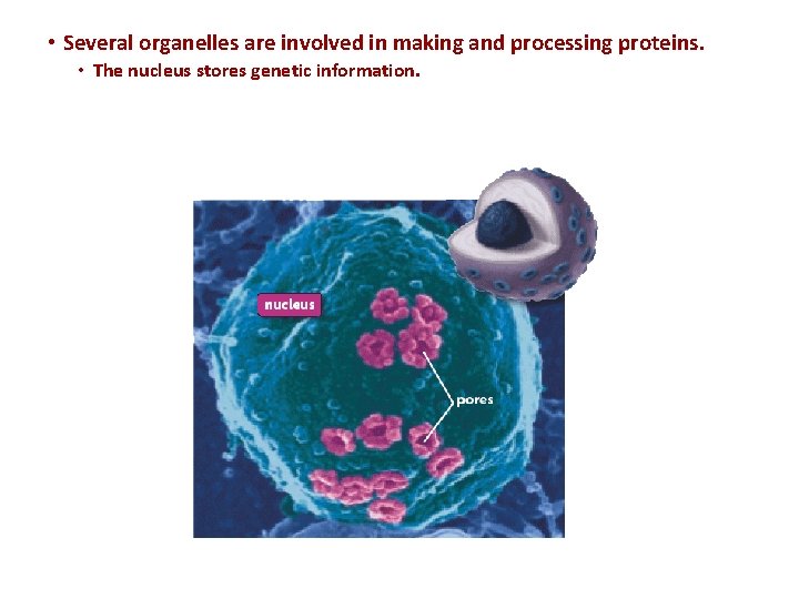  • Several organelles are involved in making and processing proteins. • The nucleus