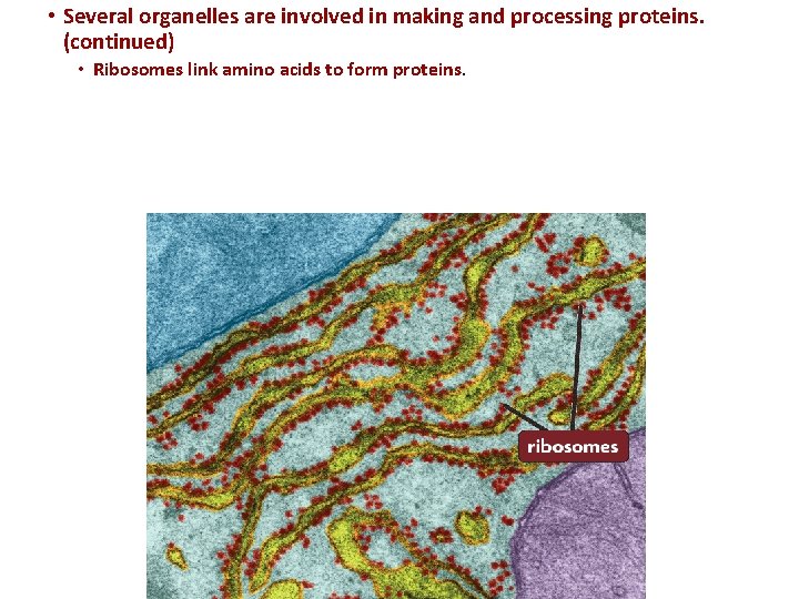  • Several organelles are involved in making and processing proteins. (continued) • Ribosomes