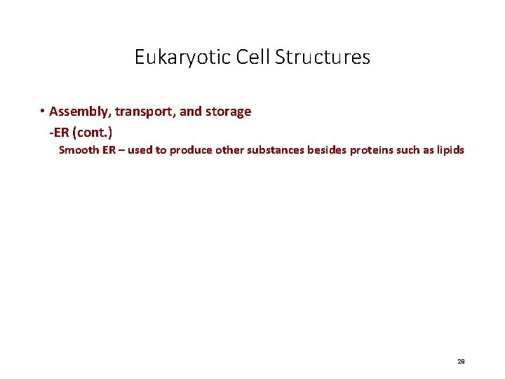 Eukaryotic Cell Structures • Assembly, transport, and storage -ER (cont. ) Smooth ER –