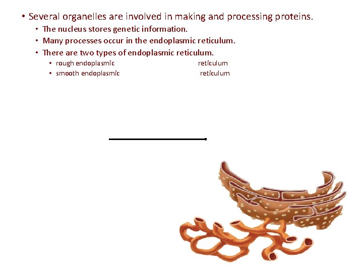  • Several organelles are involved in making and processing proteins. • The nucleus