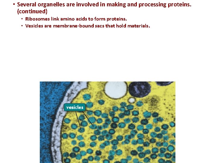  • Several organelles are involved in making and processing proteins. (continued) • Ribosomes
