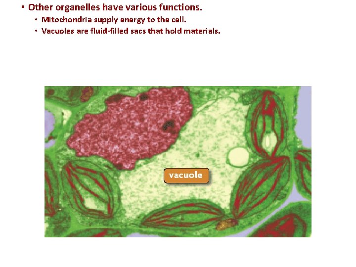  • Other organelles have various functions. • Mitochondria supply energy to the cell.