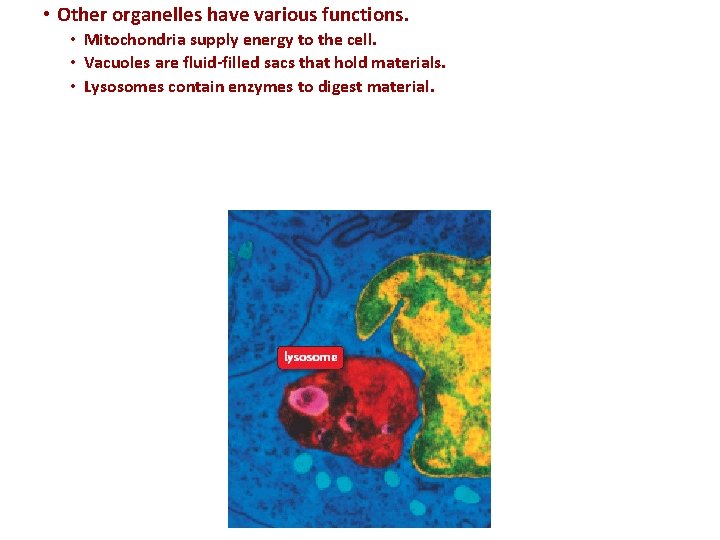  • Other organelles have various functions. • Mitochondria supply energy to the cell.
