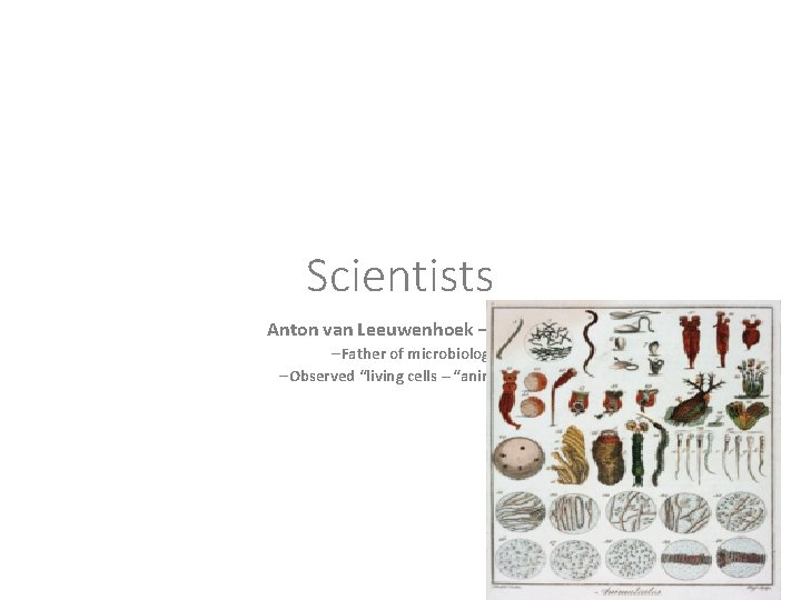 Scientists Anton van Leeuwenhoek – 1674 –Father of microbiology –Observed “living cells – “animalcules”
