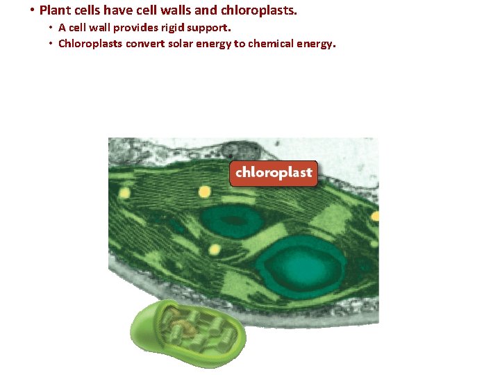  • Plant cells have cell walls and chloroplasts. • A cell wall provides