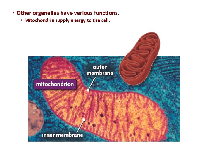  • Other organelles have various functions. • Mitochondria supply energy to the cell.