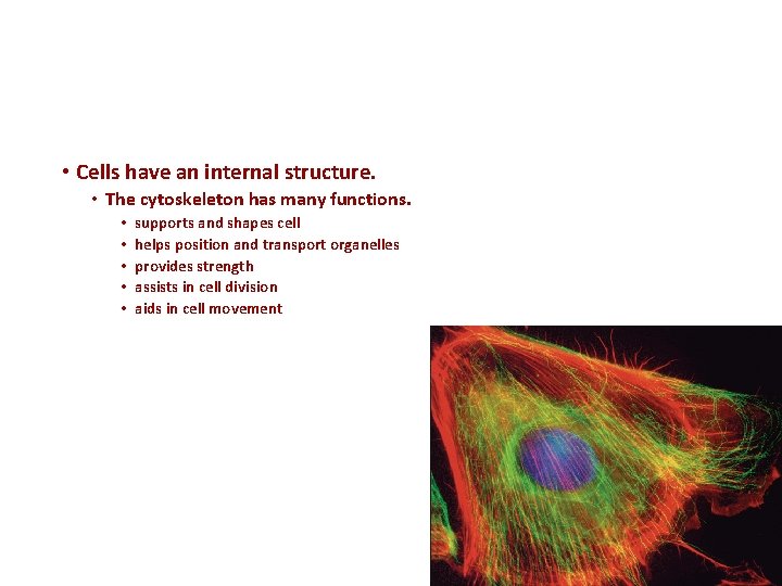  • Cells have an internal structure. • The cytoskeleton has many functions. •