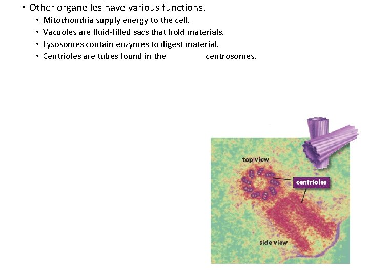  • Other organelles have various functions. • • Mitochondria supply energy to the