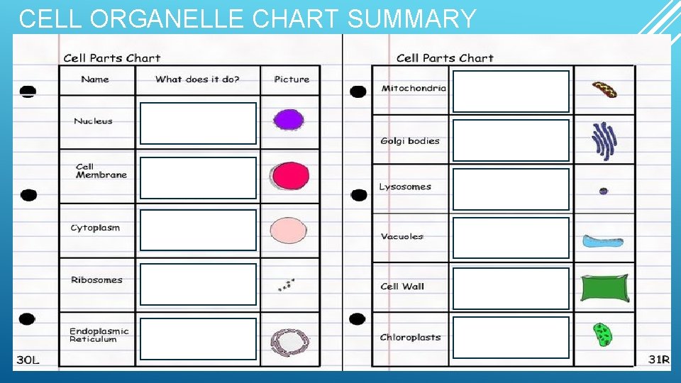 CELL ORGANELLE CHART SUMMARY 