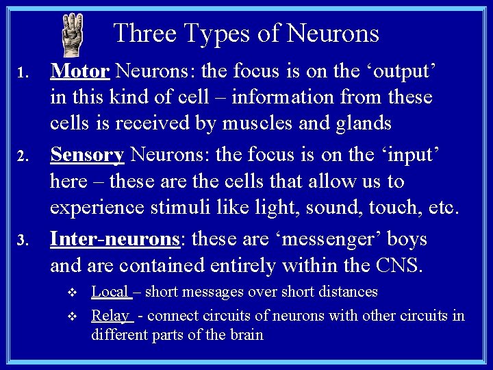Three Types of Neurons 1. 2. 3. Motor Neurons: the focus is on the