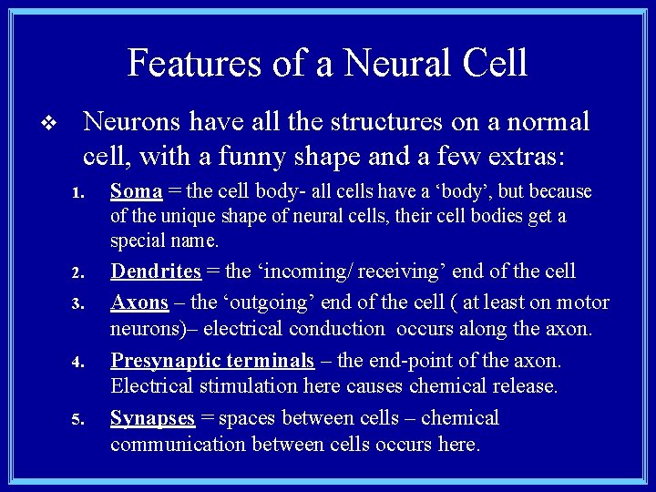 Features of a Neural Cell v Neurons have all the structures on a normal