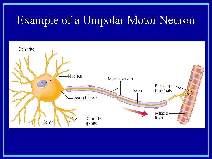 Example of a Unipolar Motor Neuron 