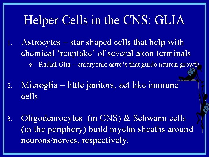 Helper Cells in the CNS: GLIA 1. Astrocytes – star shaped cells that help