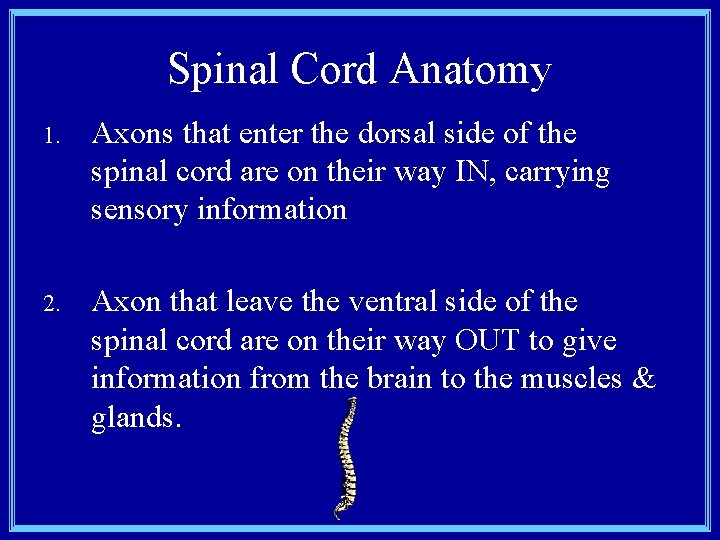 Spinal Cord Anatomy 1. Axons that enter the dorsal side of the spinal cord