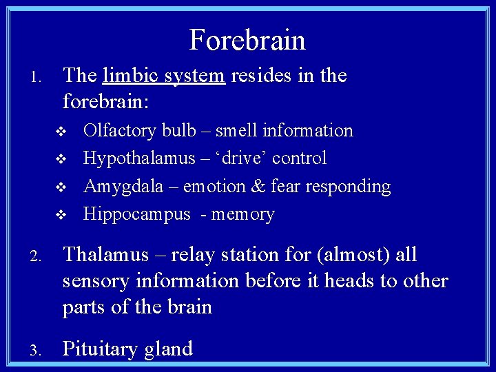 Forebrain 1. The limbic system resides in the forebrain: v v Olfactory bulb –